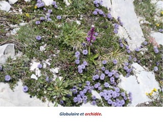 Globulaire et orchidée.
 