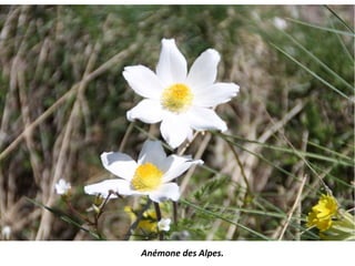 Anémone des Alpes.
 