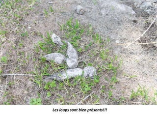 Les loups sont bien présents!!!
 