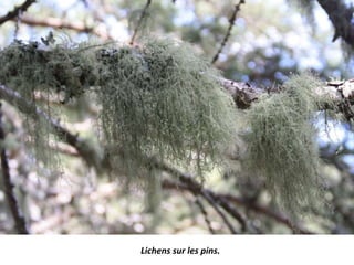 Lichens sur les pins.
 