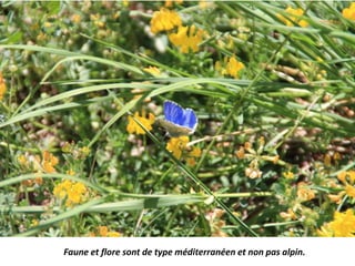 Faune et flore sont de type méditerranéen et non pas alpin.
 