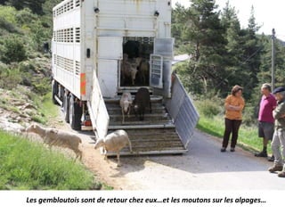 Les gembloutois sont de retour chez eux…et les moutons sur les alpages…
 
