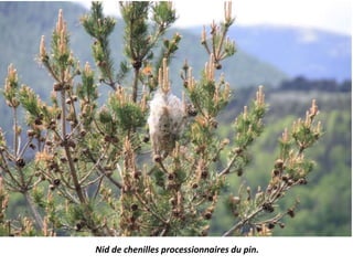 Nid de chenilles processionnaires du pin.
 