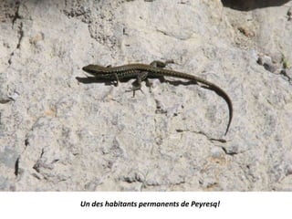 Un des habitants permanents de Peyresq!
 