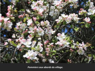 Les pommiers sont fréquents aux abords du village.Pommiers aux abords du village.
 