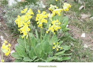 Primevère élevée.
 