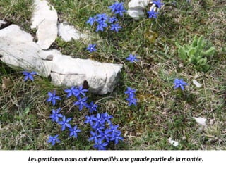Les gentianes nous ont émerveillés une grande partie de la montée.
 