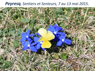 Peyresq, Sentiers et Senteurs, 7 au 13 mai 2015.
 