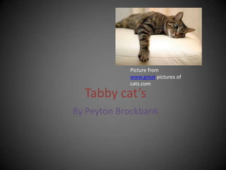 Tabby cat’s
By Peyton Brockbank
Picture from
www.great pictures of
cats.com
 