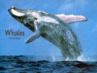 Whales
Peyton Lissau
 