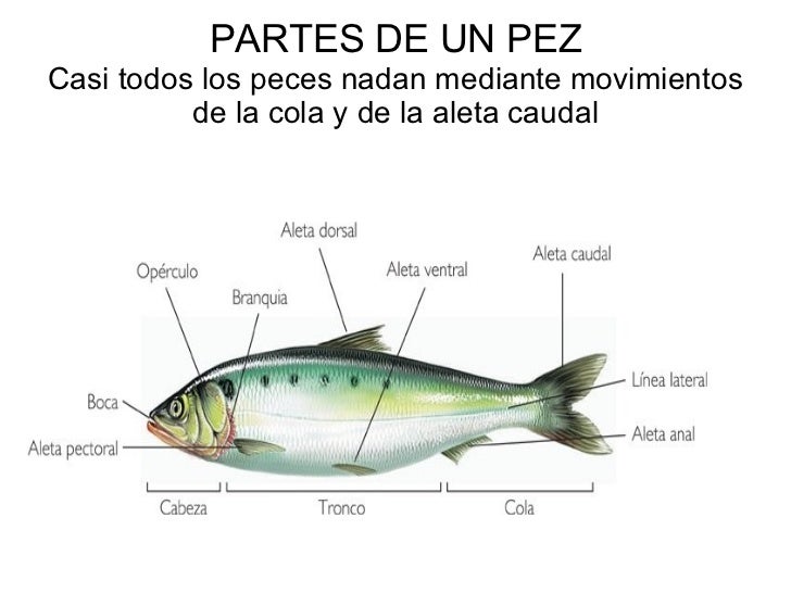 Partes De Un Pez En Ingles ANIMALIA ORNODUNAK (arrainak (bi talde daude (hezurdunak (Hezur-eskeletoa…