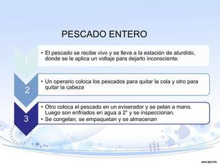 1
• El pescado se recibe vivo y se lleva a la estación de aturdido,
donde se le aplica un voltaje para dejarlo inconsciente.
2
• Un operario coloca los pescados para quitar la cola y otro para
quitar la cabeza
3
• Otro coloca el pescado en un eviserador y se pelan a mano.
Luego son enfriados en agua a 2° y se inspeccionan.
• Se congelan, se empaquetan y se almacenan
PESCADO ENTERO
 