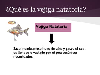 ¿Qué es la vejiga natatoria?

               Vejiga Natatoria




  Saco membranoso lleno de aire y gases el cual
  es llenado o vaciado por el pez según sus
  necesidades.
 