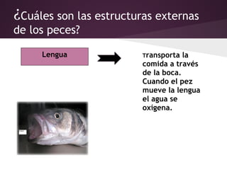 ¿Cuáles son las estructuras externas
de los peces?

     Lengua              Transporta  la
                         comida a través
                         de la boca.
                         Cuando el pez
                         mueve la lengua
                         el agua se
                         oxígena.
 