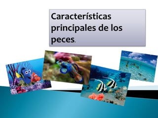 Características
principales de los
peces.
 