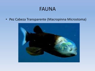 FAUNA
• Pez Cabeza Transparente (Macropinna Microstoma)
 