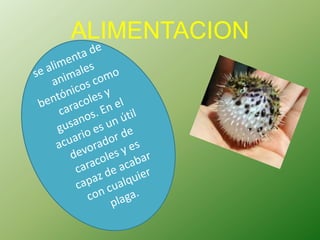 ALIMENTACION
 