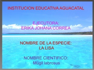 INSTITUCION EDUCATIVA AGUACATAL


          EJECUTORA:
     ERIKA JOHANA CORREA


     NOMBRE DE LA ESPECIE:
            LA LISA

      NOMBRE CIENTIFICO:
         Múgil labrosus
 