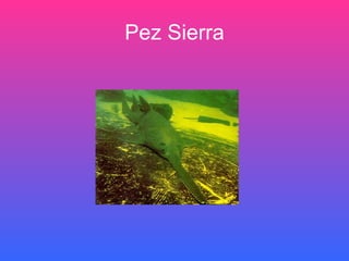 Pez Sierra 