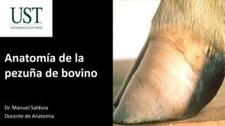 Dr. Manuel Saldivia
Docente de Anatomía
Anatomía de la
pezuña de bovino
 