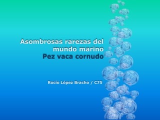 Asombrosas rarezas del
mundo marino
Pez vaca cornudo
Rocío López Bracho / C75
 