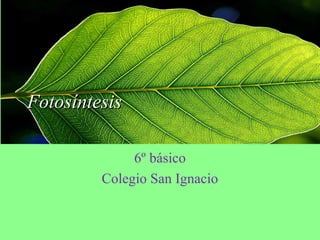 FotosíntesisFotosíntesis
6º básico
Colegio San Ignacio
 