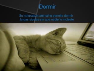 Dormir
Su naturalaza animal le permite dormir
largas siestas sin que nadie lo moleste
 