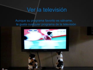 Ver la televisión
Aunque su programa favorito es sálvame,
le gusta cualquier programa de la televisión
 