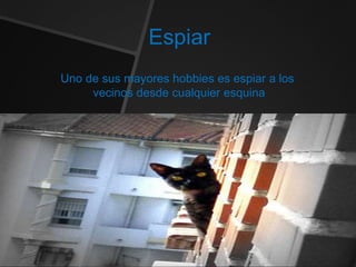 Espiar
Uno de sus mayores hobbies es espiar a los
vecinos desde cualquier esquina
 