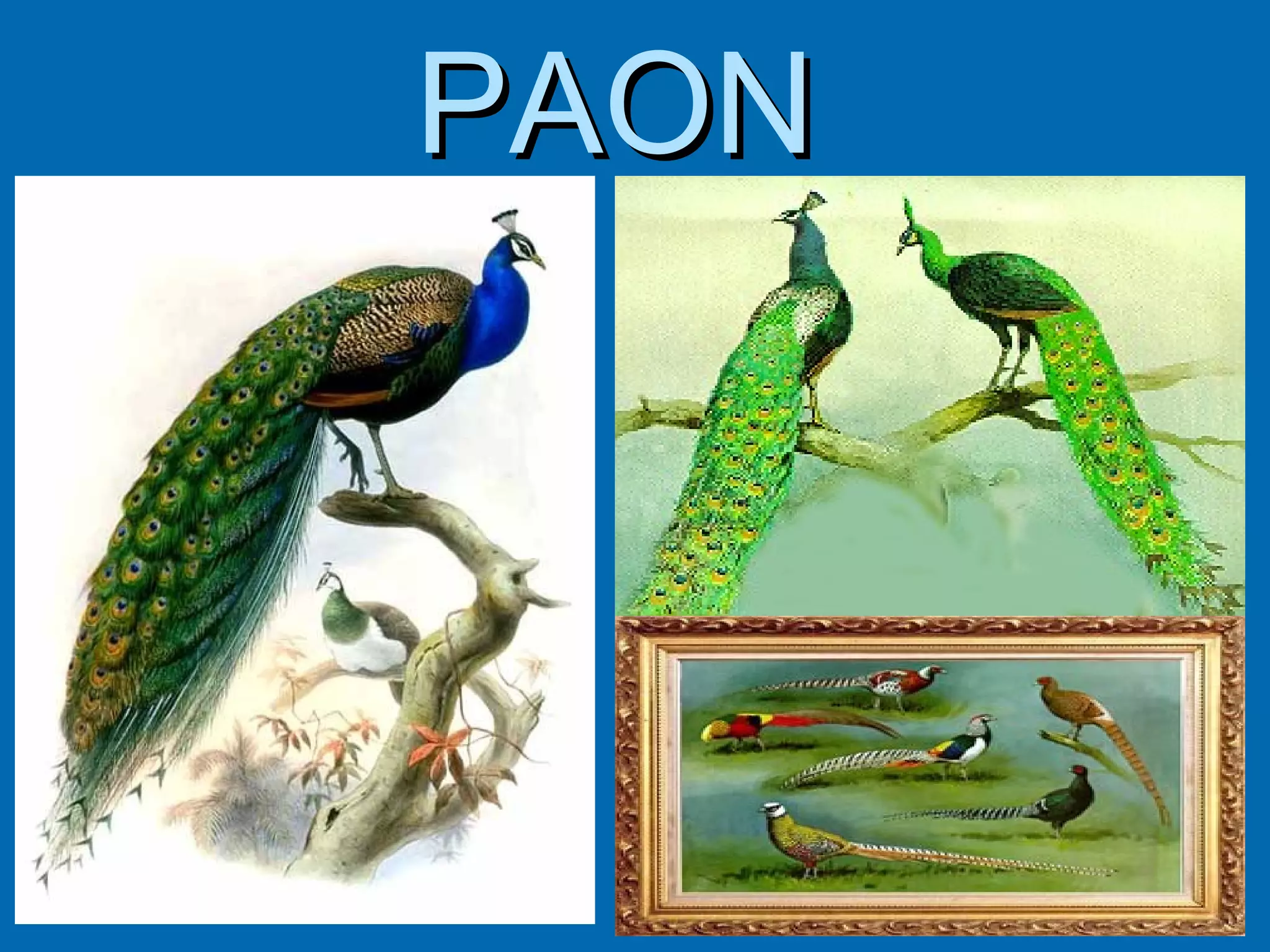 PAON