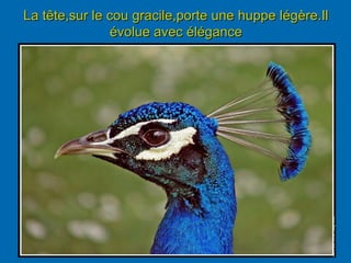 La tête,sur le cou gracile,porte une huppe légère.Il
évolue avec élégance
