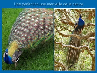Une perfection,une merveille de la nature