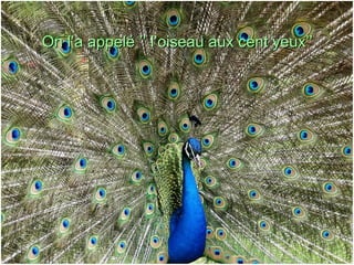 On l’a appelé ’’ l’oiseau aux cent yeux’’