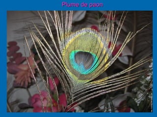 Plume de paon