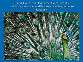 Quand il fait la roue,légèrement vers l’avant,le
spectacle,aux couleurs délicates et variées,demeure
fascinant