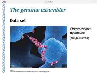 The genome assembler
Data set
Streptococcus
agalactiae
(686,800 reads)
IonGAP 18
Source:
http://ngm.nationalgeographic.com/wallpaper/img/2013/01/08-streptococcus_1600.jpg
 