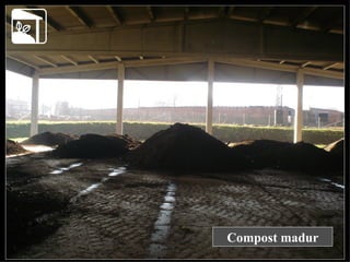 Compost madur 
