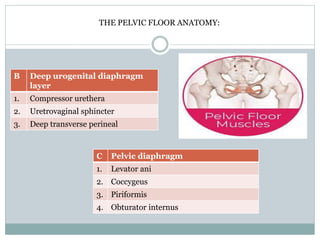 B Deep urogenital diaphragm
layer
1. Compressor urethera
2. Uretrovaginal sphincter
3. Deep transverse perineal
C Pelvic diaphragm
1. Levator ani
2. Coccygeus
3. Piriformis
4. Obturator internus
THE PELVIC FLOOR ANATOMY:
 