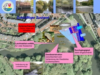 Zukünftiger Zustand Artenschwund Fische, Vögel und Wirbellose Gewässerstruktur verschlechtert sich Verlandung der Kiesbänke  (Lückensystem) Durchgängigkeit stark eingeschränkt Veränderung der Lockströmung? Laichhabitat entfällt für viele Kieslaicher 