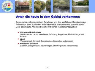 Arten die heute in dem Gebiet vorkommen Aufgrund des strukturreichen Gewässer und den vielfältigen Randgebieten, finden sich nicht nur immer mehr laichende Wanderfische, sondern auch viele geschützte Arten und solche mit hohen Habitatsansprüchen. Fische und Rundmäuler (Barbe, Äsche, Lachs, Meerforelle, Gründling, Koppe, Aal, Flußneunauge und andere) Vögel (Wasseramsel, Eisvogel, Zwergtaucher, Graureiher und andere) Wirbellose Tierarten (Libellen, Eintagsfliegen, Köcherfliegen, Steinfliegen und viele andere) 