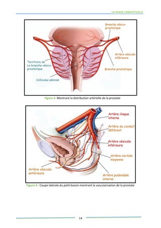 LA PHASE CONCEPTUELLE
14
Figure 3: Montrant la distribution artérielle de la prostate
Figure 4 : Coupe latérale du petit bassin montrant la vascularisation de la prostate
 