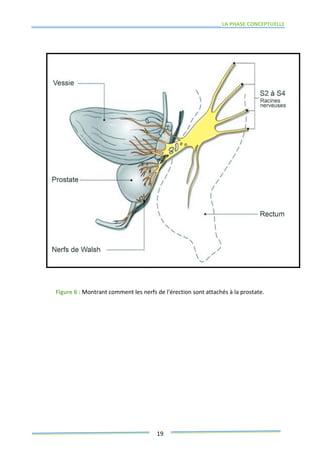 LA PHASE CONCEPTUELLE
19
Figure 6 : Montrant comment les nerfs de l'érection sont attachés à la prostate.
 