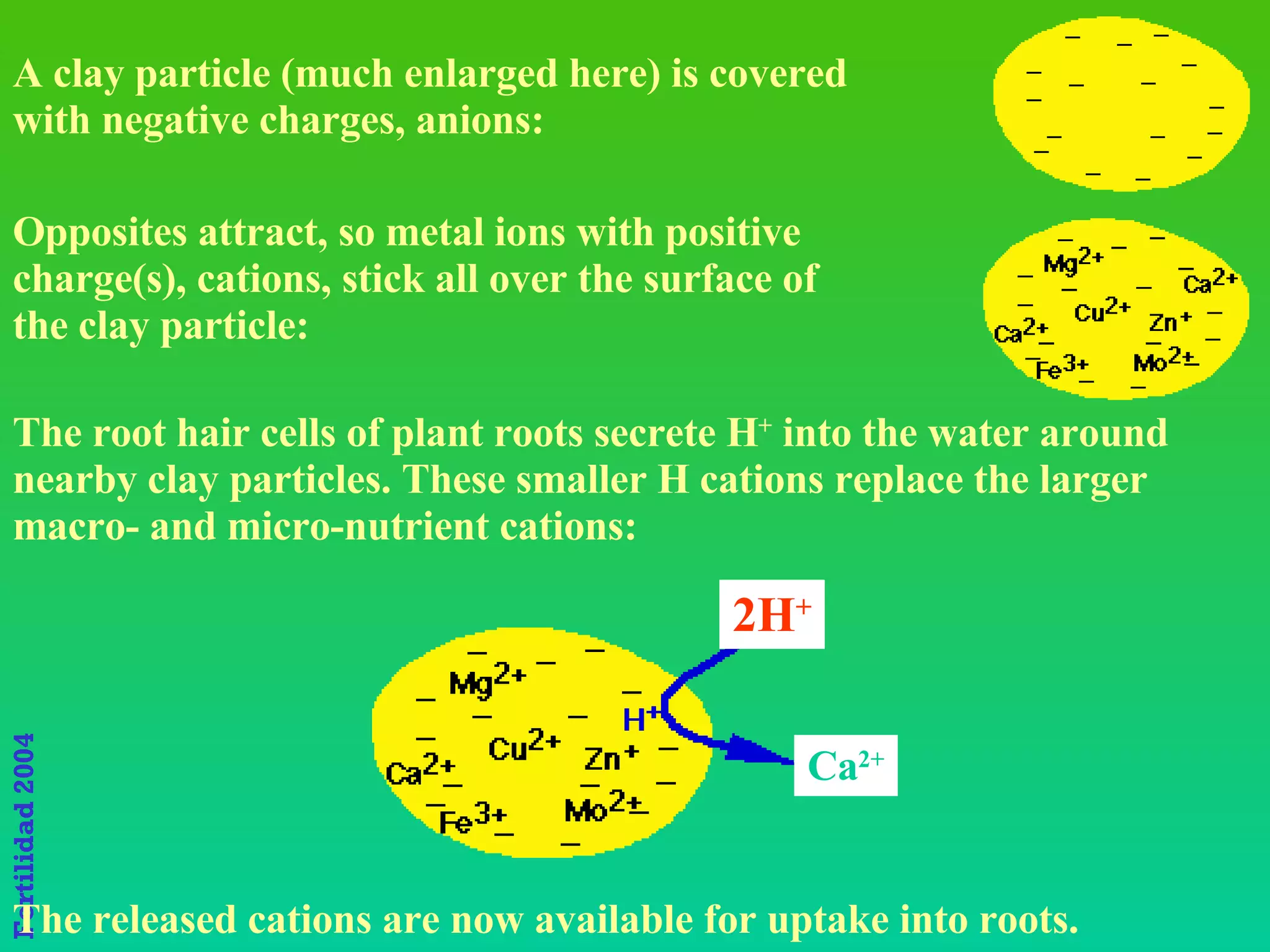 How clay particles provide nutrients The root hair cells of plant roots secrete H +  into the water around nearby clay particles. These smaller H cations replace the larger macro- and micro-nutrient cations:   The released cations are now available for uptake into roots.  A clay particle (much enlarged here) is covered with negative charges, anions:   Opposites attract, so metal ions with positive charge(s), cations, stick all over the surface of the clay particle:  2H + Ca 2+ 