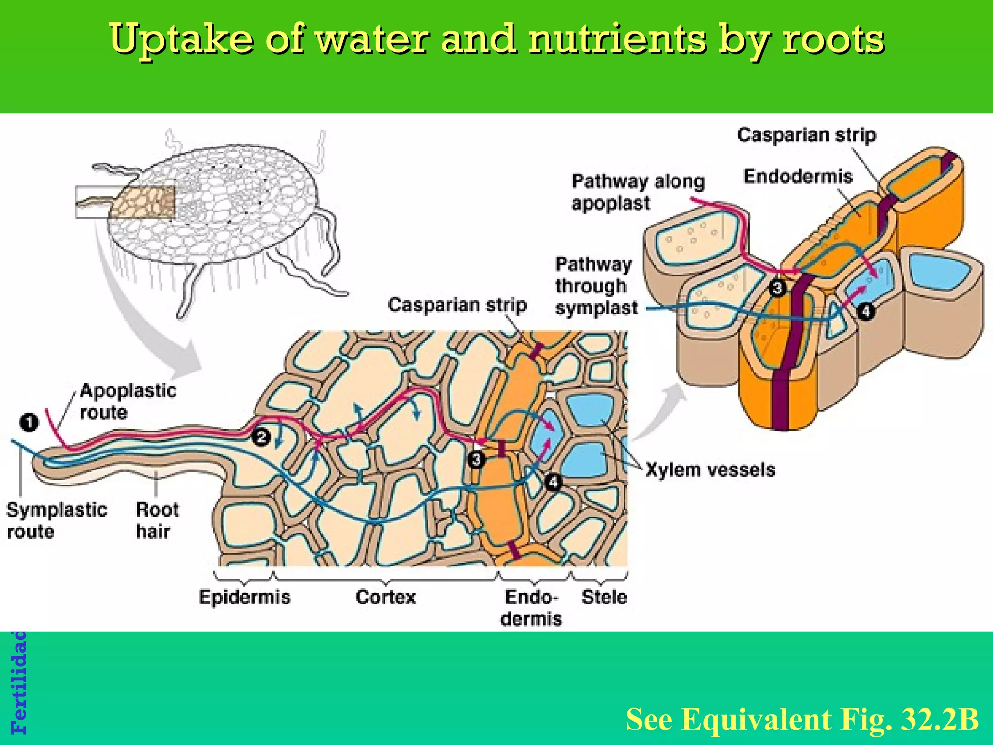 Uptake of water and nutrients by roots See Equivalent Fig. 32.2B 