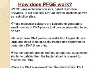 How does PFGE work?
December 17 pankajgaonkar12993@gmail.com 4
•PFGE uses molecular scissors, called restriction
enzymes, to cut bacterial DNA at certain locations known
as restriction sites.
•These molecular scissors are selected to generate a
small number of DNA pieces that can be separated based
on size.
•Usually these DNA pieces, or restriction fragments, are
large and need to be specially treated and separated to
generate a DNA fingerprint.
•First the bacteria are loaded into an agarose suspension,
similar to gelatin, then the bacterial cell is opened to
release the DNA.
 