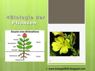 1

 www.biologia2022.blogspot.com

 