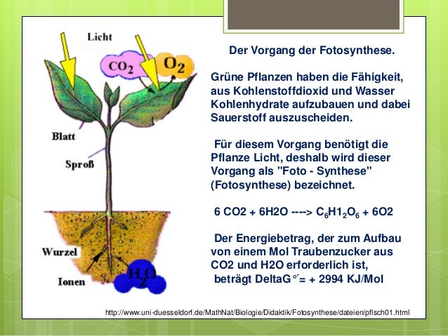 Biologie der Pflanzen