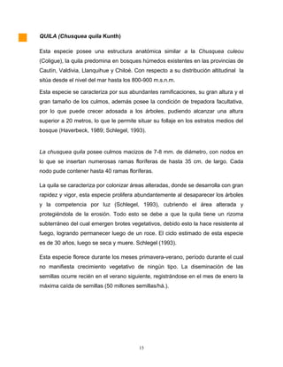 QUILA (Chusquea quila Kunth)
Esta especie posee una estructura anatómica similar a la Chusquea culeou
(Coligue), la quila predomina en bosques húmedos existentes en las provincias de
Cautín, Valdivia, Llanquihue y Chiloé. Con respecto a su distribución altitudinal la
sitúa desde el nivel del mar hasta los 800-900 m.s.n.m.
Esta especie se caracteriza por sus abundantes ramificaciones, su gran altura y el
gran tamaño de los culmos, además posee la condición de trepadora facultativa,
por lo que puede crecer adosada a los árboles, pudiendo alcanzar una altura
superior a 20 metros, lo que le permite situar su follaje en los estratos medios del
bosque (Haverbeck, 1989; Schlegel, 1993).
La chusquea quila posee culmos macizos de 7-8 mm. de diámetro, con nodos en
lo que se insertan numerosas ramas floríferas de hasta 35 cm. de largo. Cada
nodo pude contener hasta 40 ramas floríferas.
La quila se caracteriza por colonizar áreas alteradas, donde se desarrolla con gran
rapidez y vigor, esta especie prolifera abundantemente al desaparecer los árboles
y la competencia por luz (Schlegel, 1993), cubriendo el área alterada y
protegiéndola de la erosión. Todo esto se debe a que la quila tiene un rizoma
subterráneo del cual emergen brotes vegetativos, debido esto la hace resistente al
fuego, logrando permanecer luego de un roce. El ciclo estimado de esta especie
es de 30 años, luego se seca y muere. Schlegel (1993).
Esta especie florece durante los meses primavera-verano, período durante el cual
no manifiesta crecimiento vegetativo de ningún tipo. La diseminación de las
semillas ocurre recién en el verano siguiente, registrándose en el mes de enero la
máxima caída de semillas (50 millones semillas/há.).
15
 