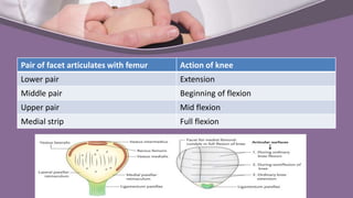 Pair of facet articulates with femur Action of knee
Lower pair Extension
Middle pair Beginning of flexion
Upper pair Mid flexion
Medial strip Full flexion
 