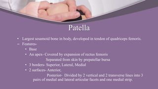 Patella
• Largest sesamoid bone in body, developed in tendon of quadriceps femoris.
– Features-
• Base
• An apex- Covered by expansion of rectus femoris
Separated from skin by prepatellar bursa
• 3 borders- Superior, Lateral, Medial
• 2 surfaces- Anterior,
Posterior- Divided by 2 vertical and 2 transverse lines into 3
pairs of medial and lateral articular facets and one medial strip.
 